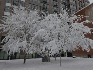The Elizabeth tree in snow